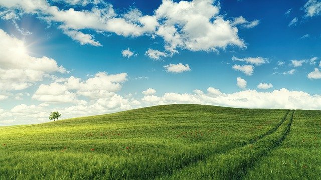 115學年度課照報名